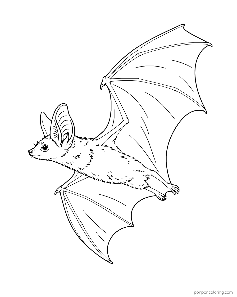 A slender bat glides in side view with one wing raised and the other lowered.