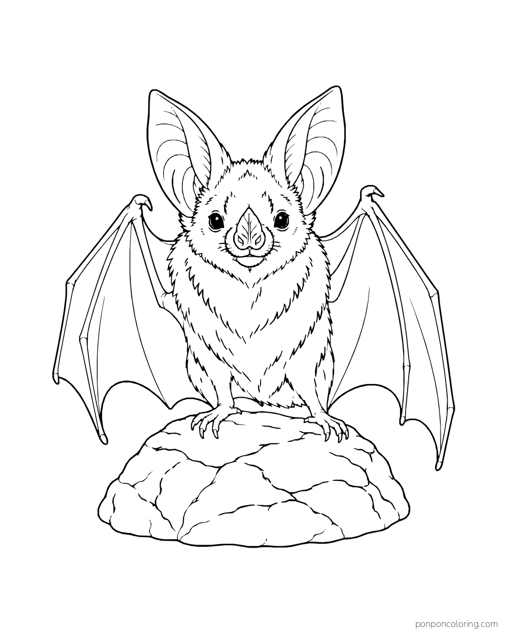 A front-facing leaf-nosed bat stands on a small rock with both wings half open.