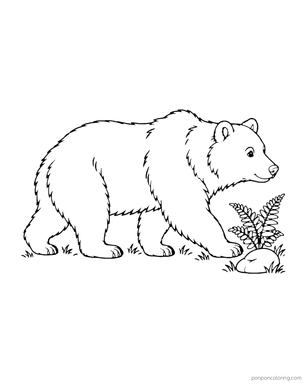 A long four-paw bear walks past a fern and a smooth stone in side view.