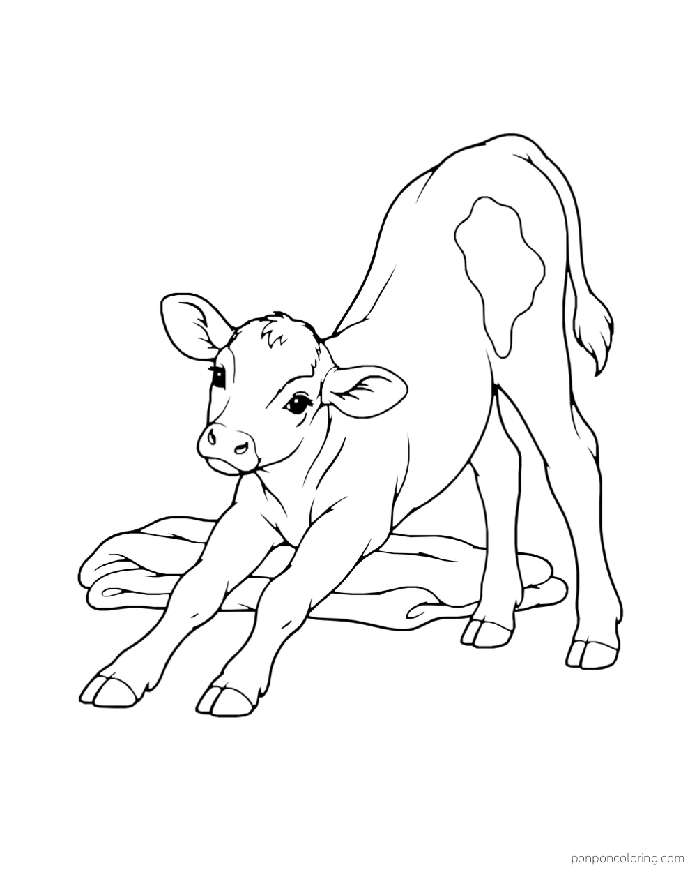 A calf stretches its front legs forward beside a folded blanket.