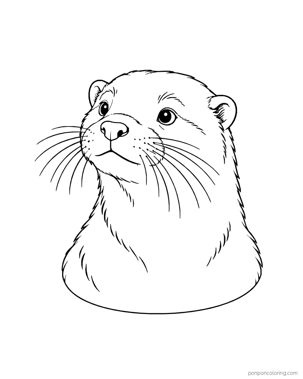 Head-and-shoulders otter portrait showing small round ears, a broad muzzle, and long whiskers.