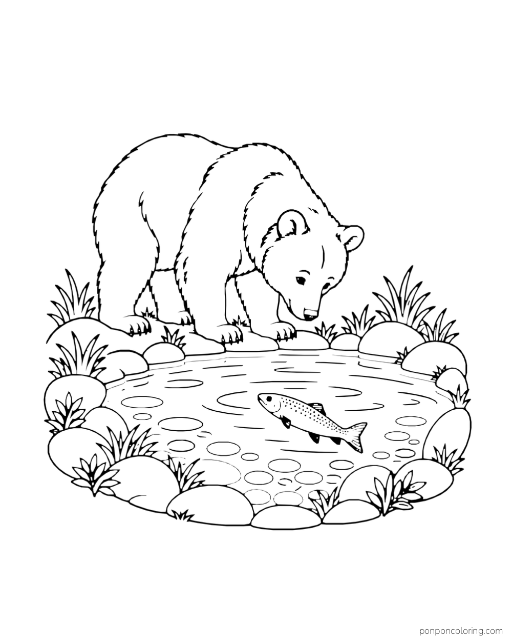 A four-paw bear looks into a complete shallow pool at one fish beneath the water.