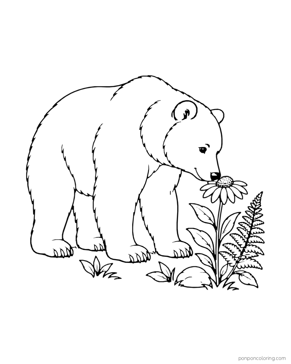 A four-paw brown bear lowers its nose to a daisy beside a fern and small stones.
