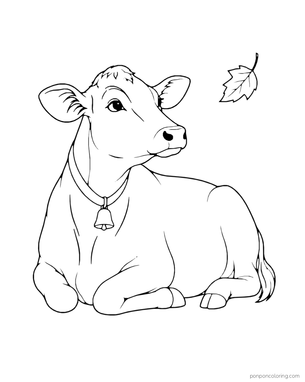A hornless cow with a bell rests with its legs tucked underneath.