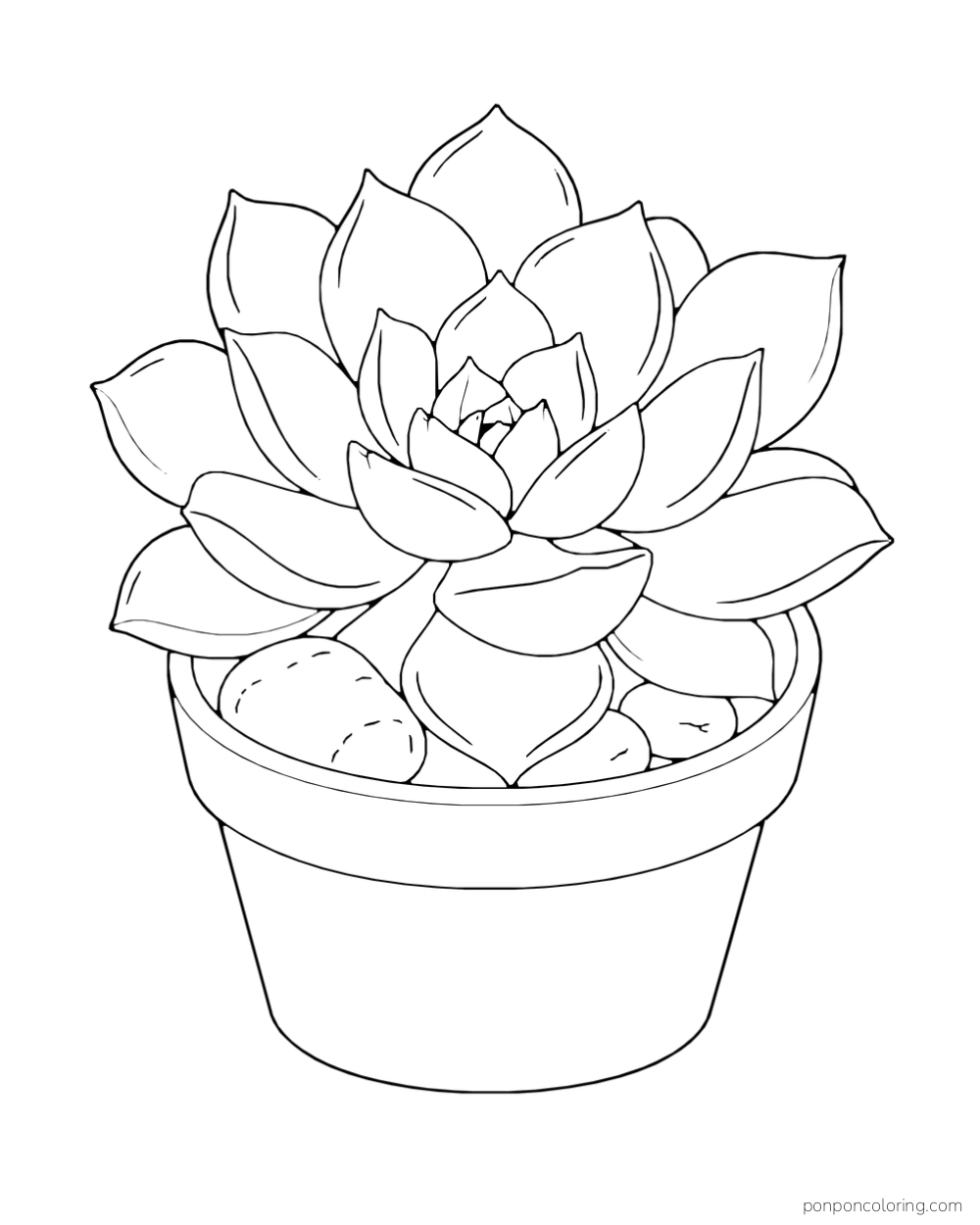Large layered succulent rosette in a round pot with three smooth stones.