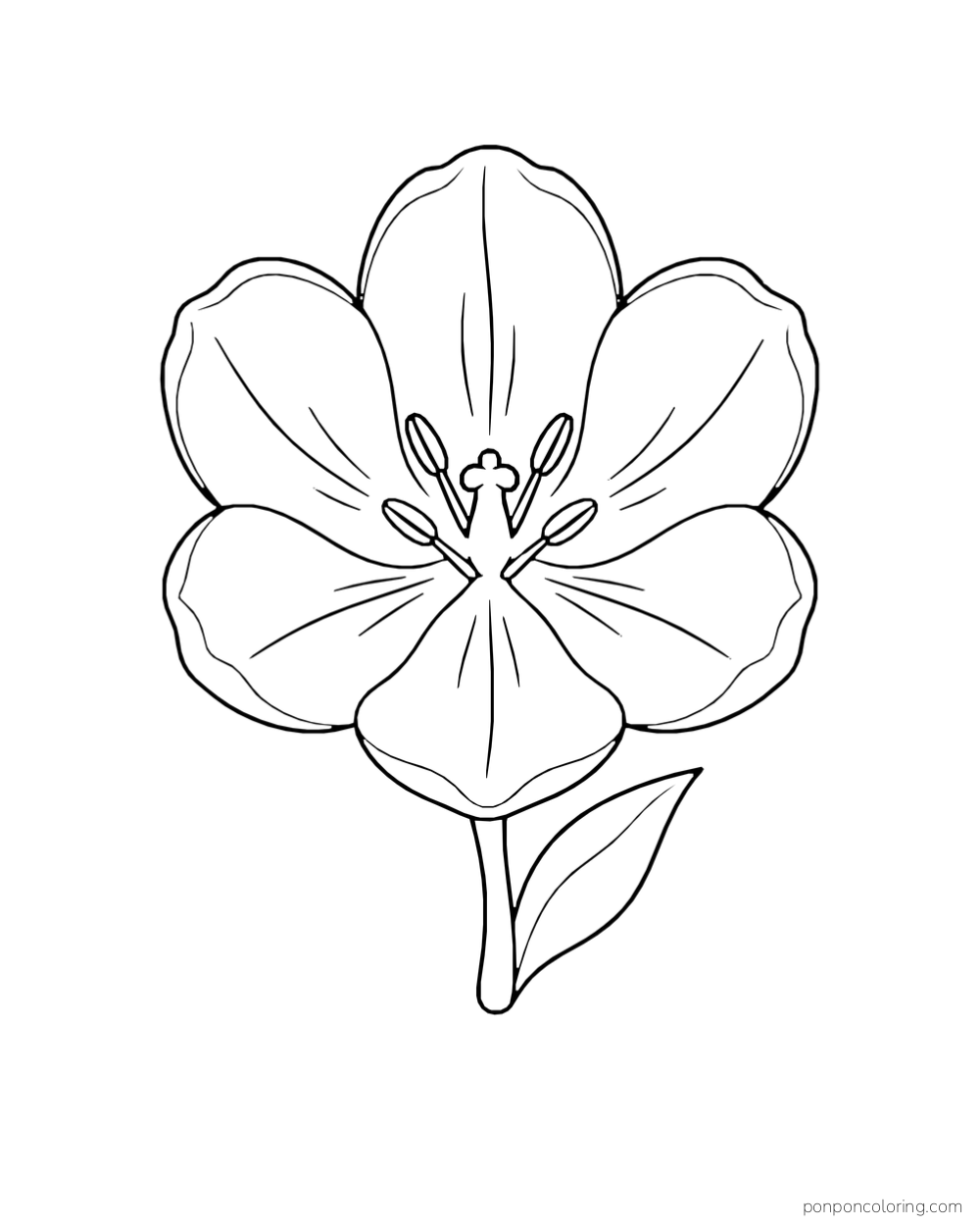 Top view of an open tulip with six broad petals, visible stamens, and one leaf below.