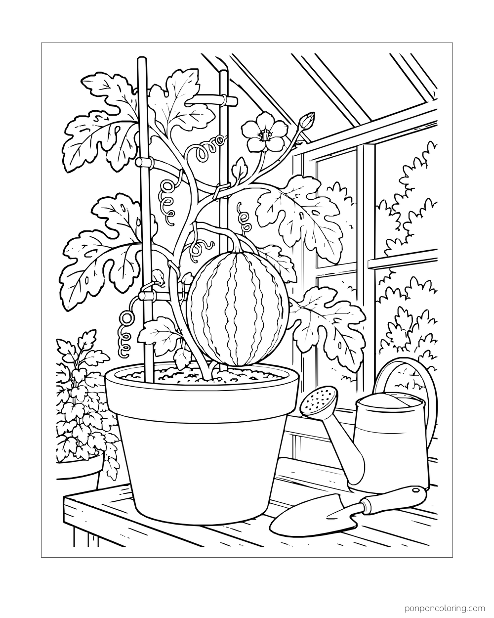 A young striped watermelon on a potted vine inside a greenhouse, with a trowel and watering can.