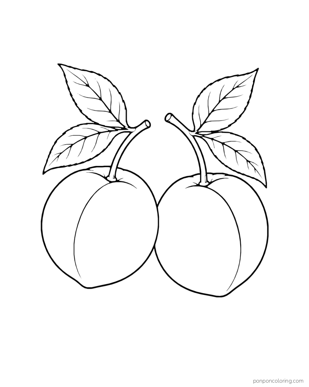 Two peaches hanging from separate curved stems with leaves above.