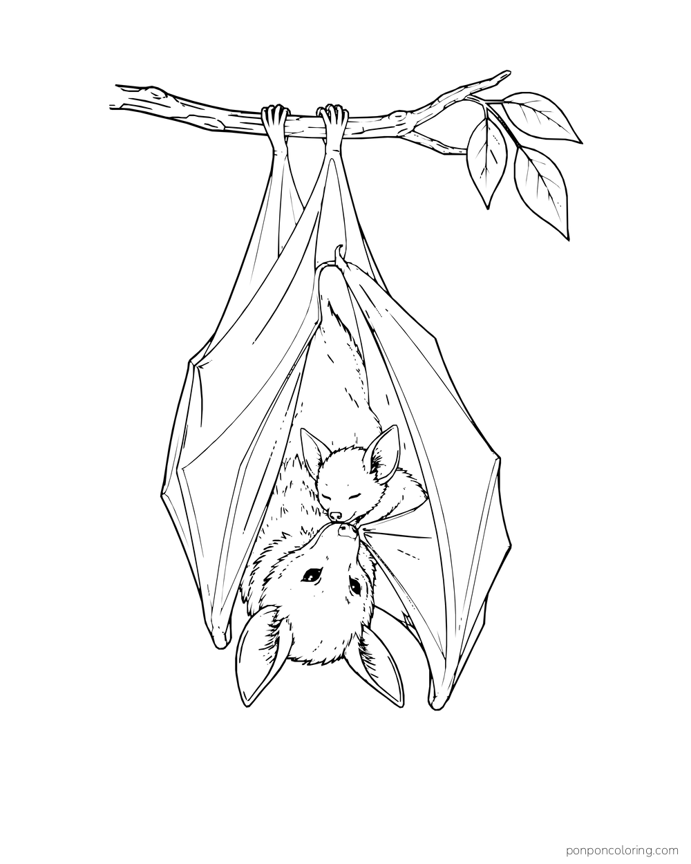 A bat pup nestles inside an adult bat's wrapped wings as they hang together from a branch.