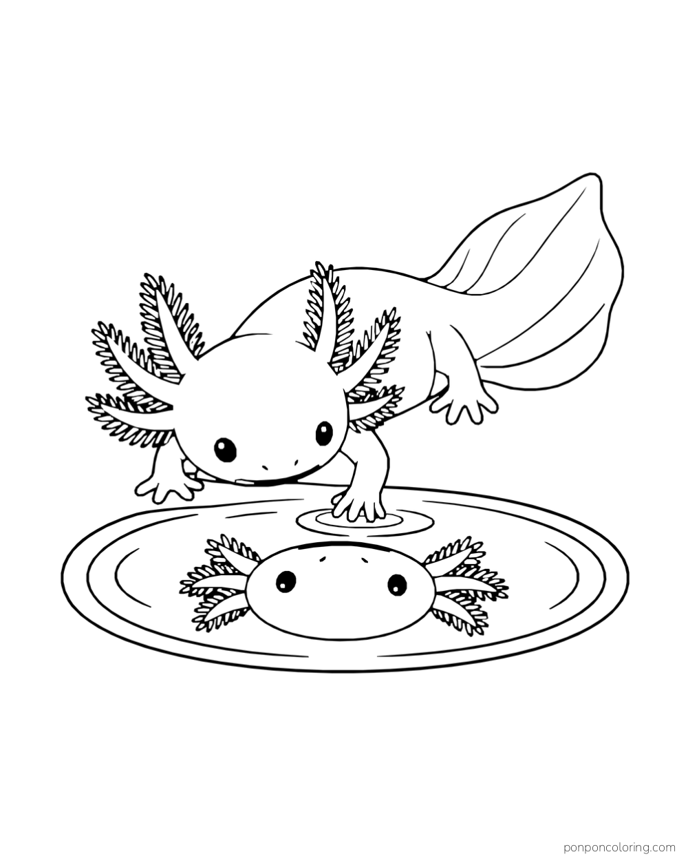 Axolotl looking down at its own outlined reflection in a round patch of water.