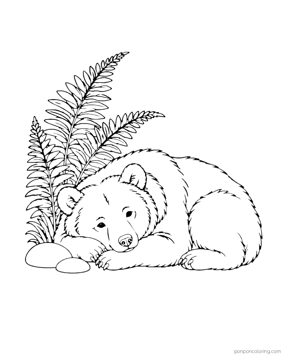 A curled four-paw bear rests beside a tall fern and smooth stones.
