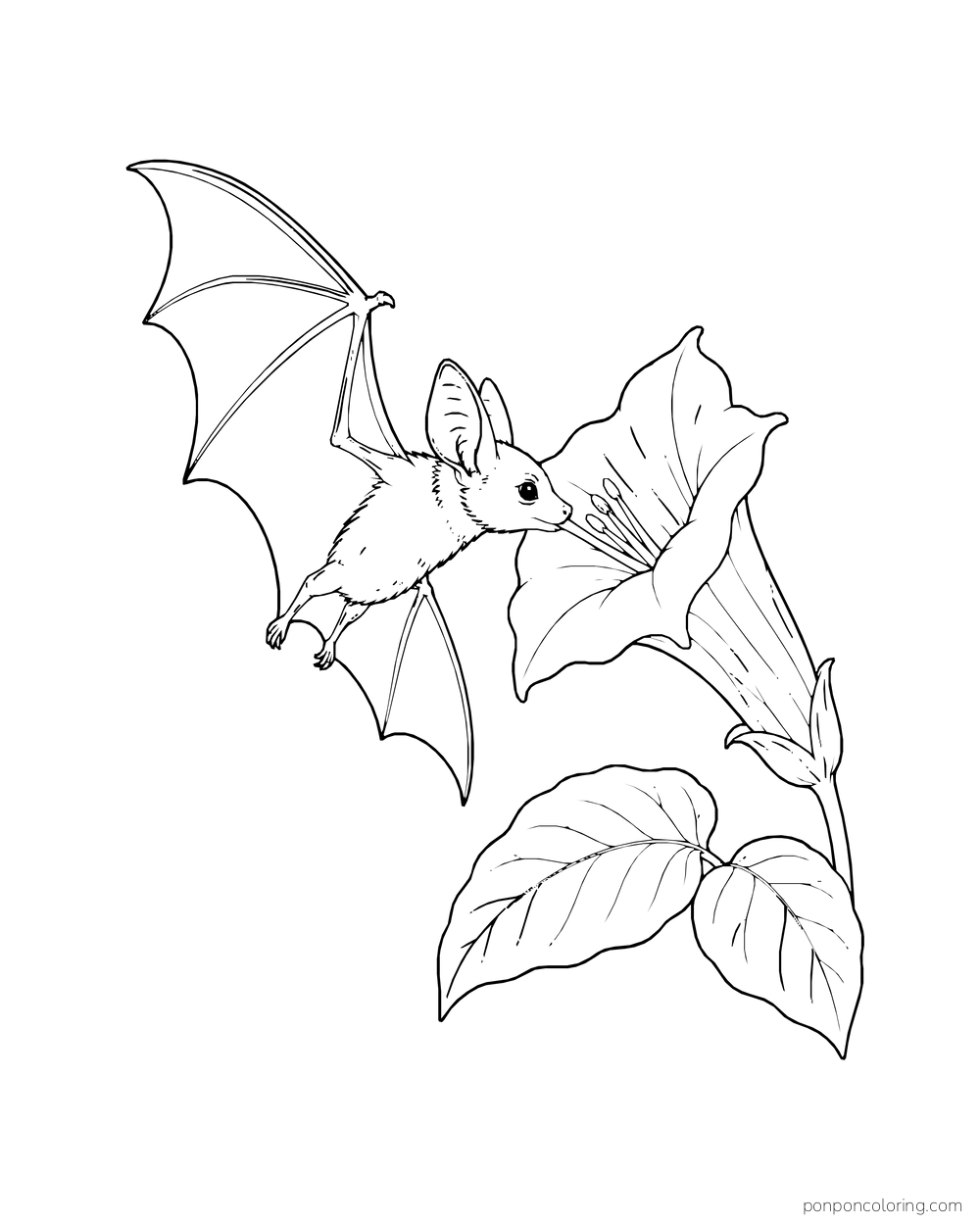A bat hovers at a trumpet flower with its muzzle at the bloom and broad leaves below.
