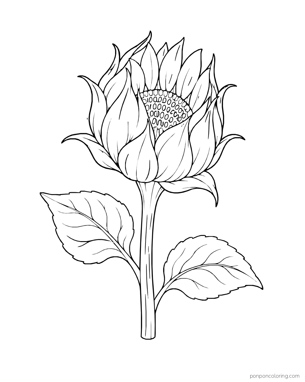 A partly opening sunflower bud with layered pointed petals and two leaves.