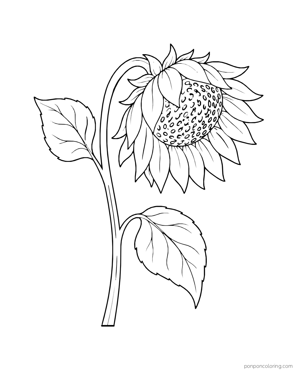 A sunflower bending forward from a curved stem with one leaf on each side.