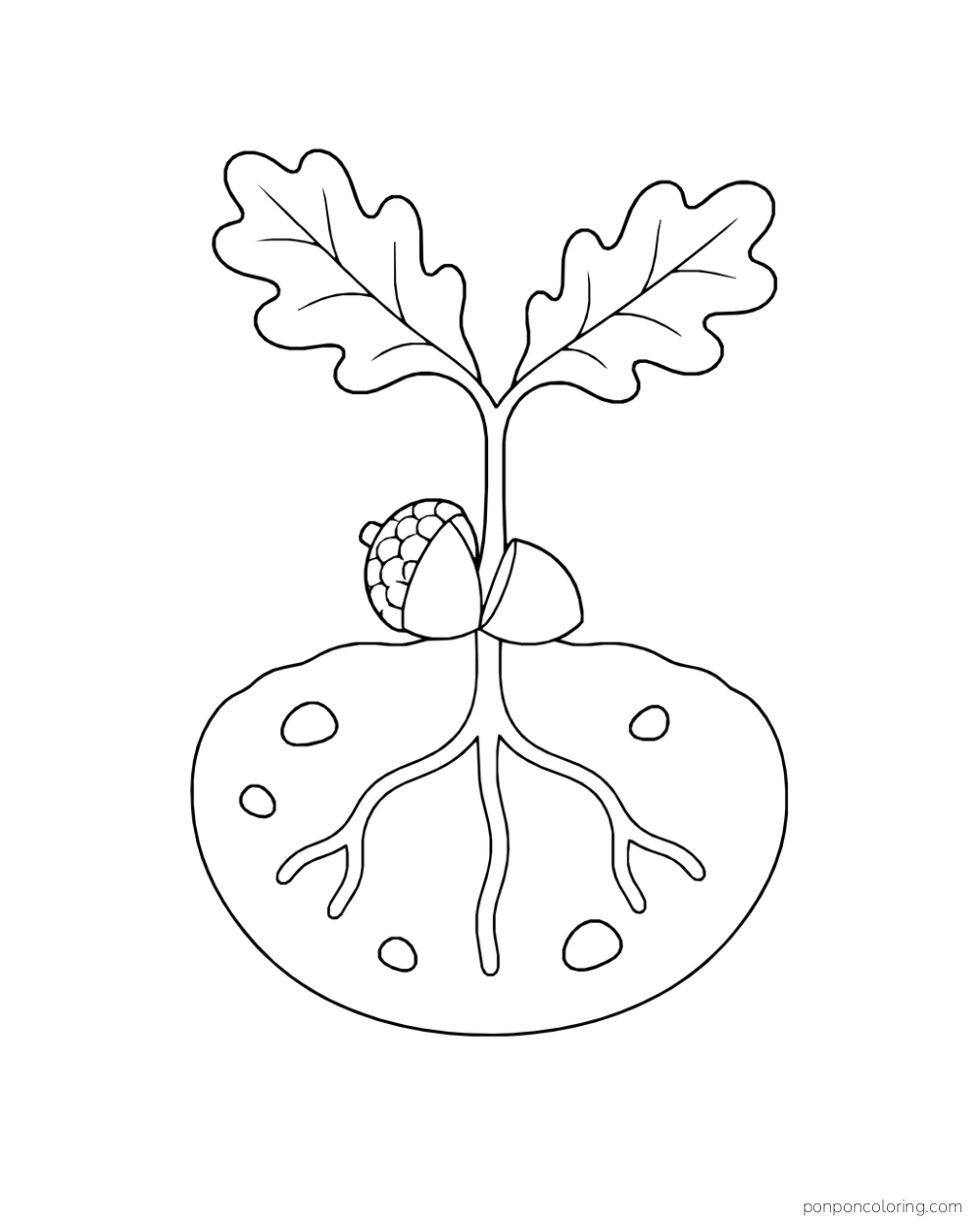 A young oak seedling grows from a split acorn above a rounded soil cutaway showing broad roots and five stones.