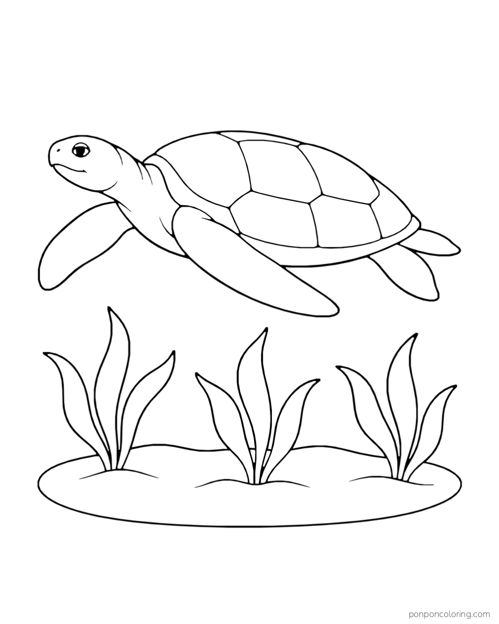 A sea turtle swims above three broad separate seagrass clumps.