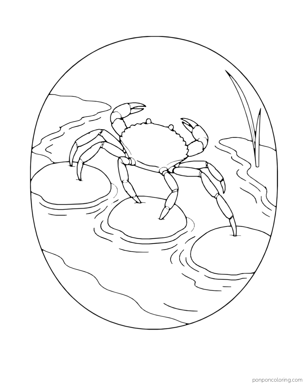 A crab steps between rounded stones in a narrow tide channel.