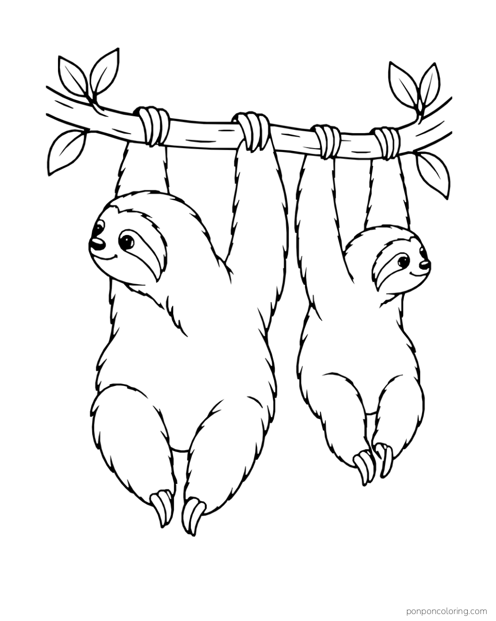 Large and small sloths hanging side by side from one branch.