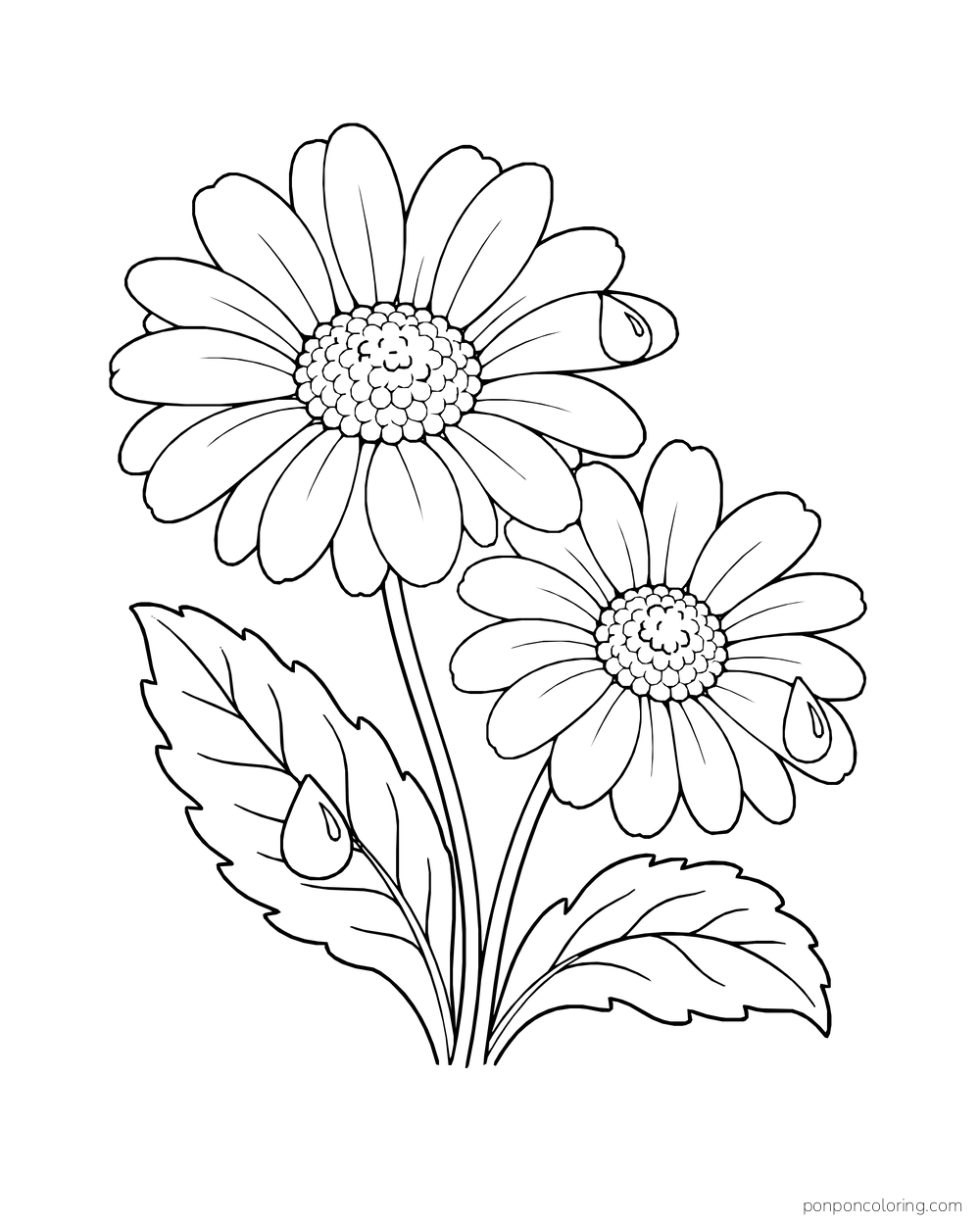 Two daisies hold large raindrops on their petals and leaves.