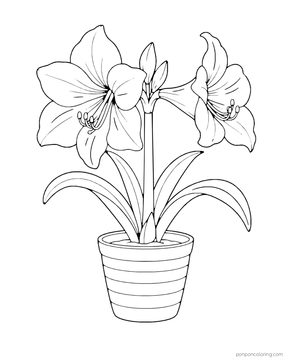 Two large amaryllis blooms rise above curved leaves in a striped flowerpot.