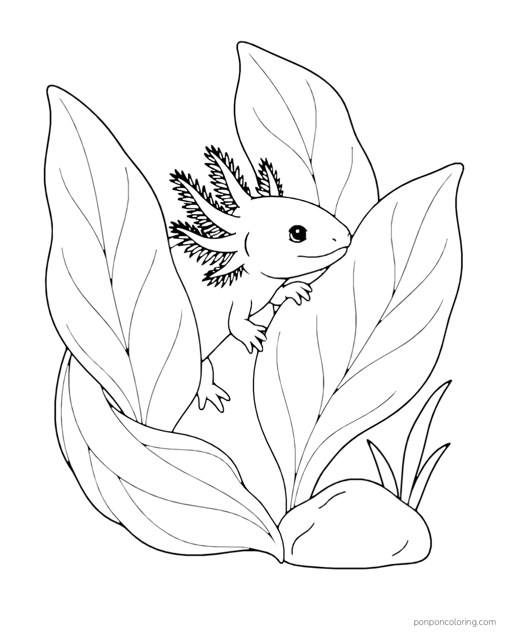 Small axolotl peeking between large upright water leaves beside a smooth stone.