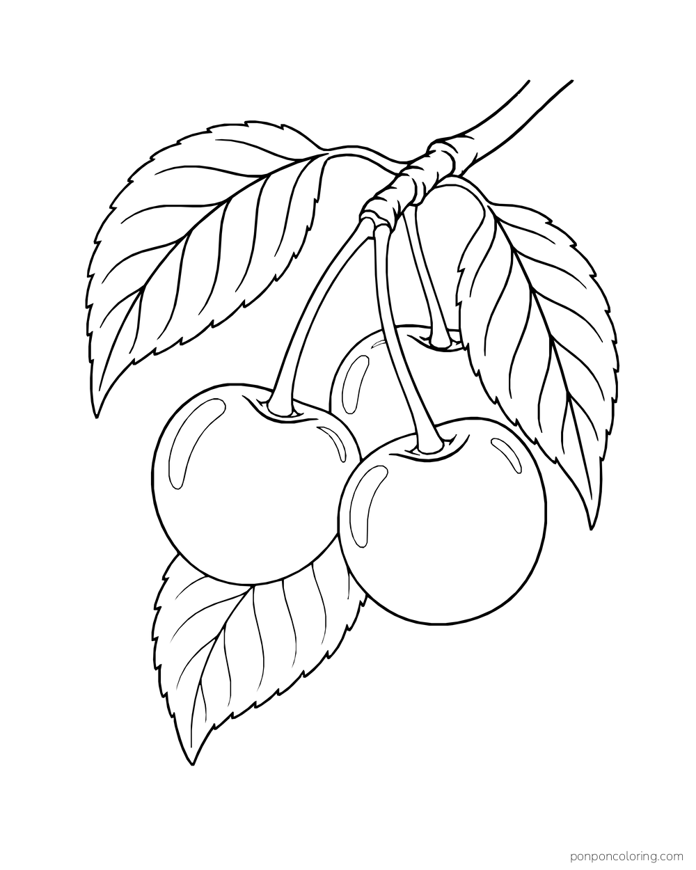 Two cherries hang beneath a short branch surrounded by large pointed leaves.