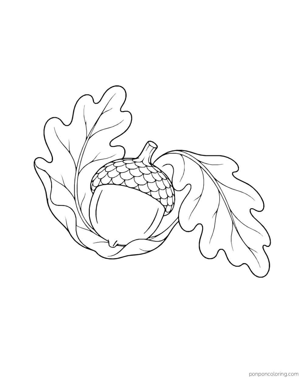 A round acorn rests between two curling oak leaves.