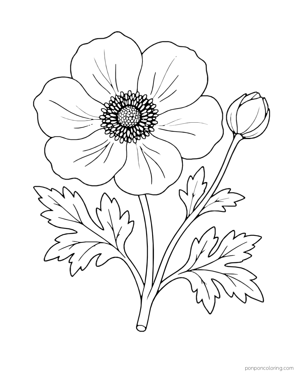 An open anemone flower and a rounded bud grow on a short stem with deeply lobed leaves.