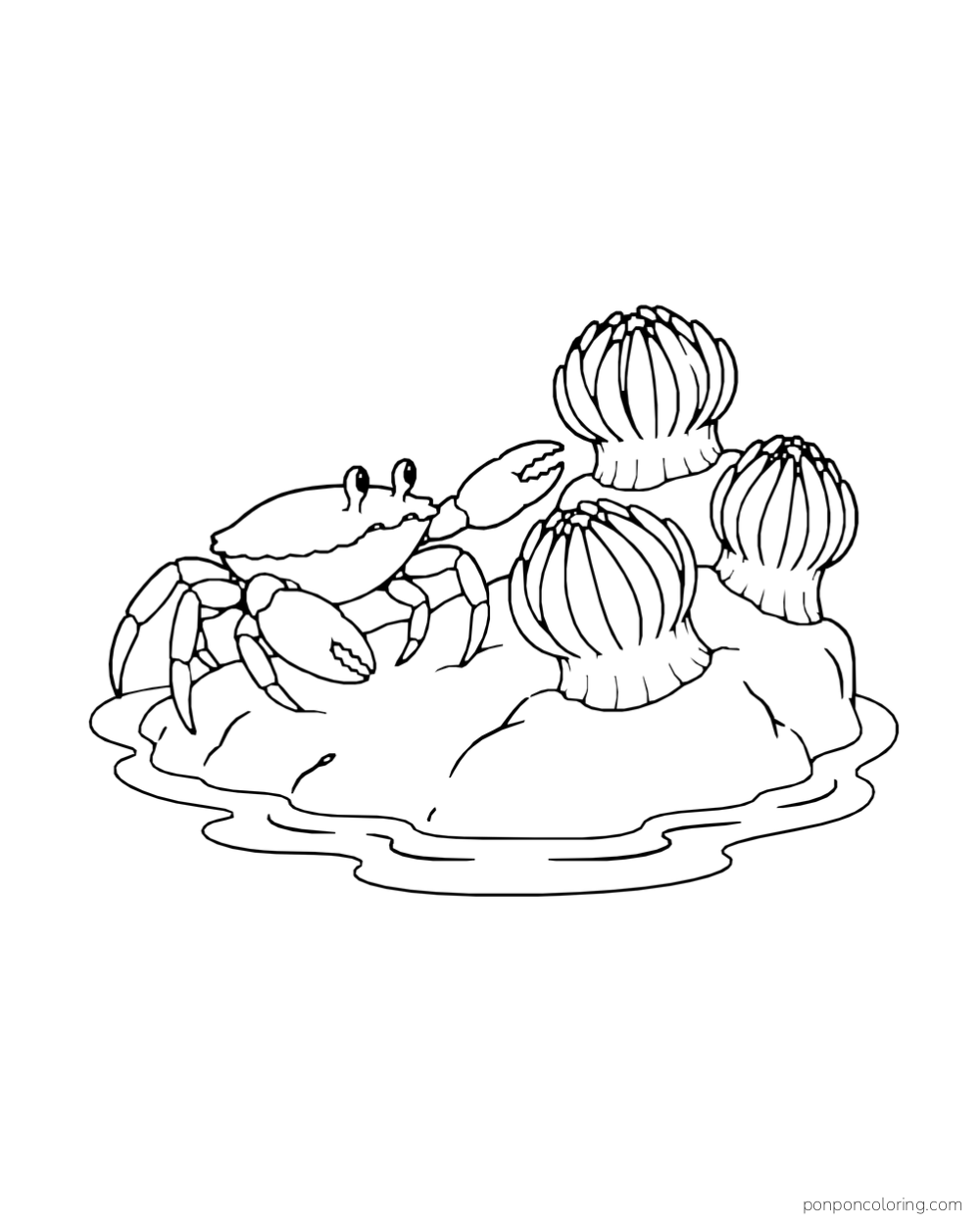 A crab raises one claw beside three round sea anemones in a shallow pool.