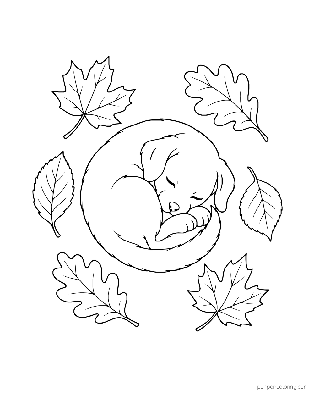 A sleeping puppy curls among six loose autumn leaves.