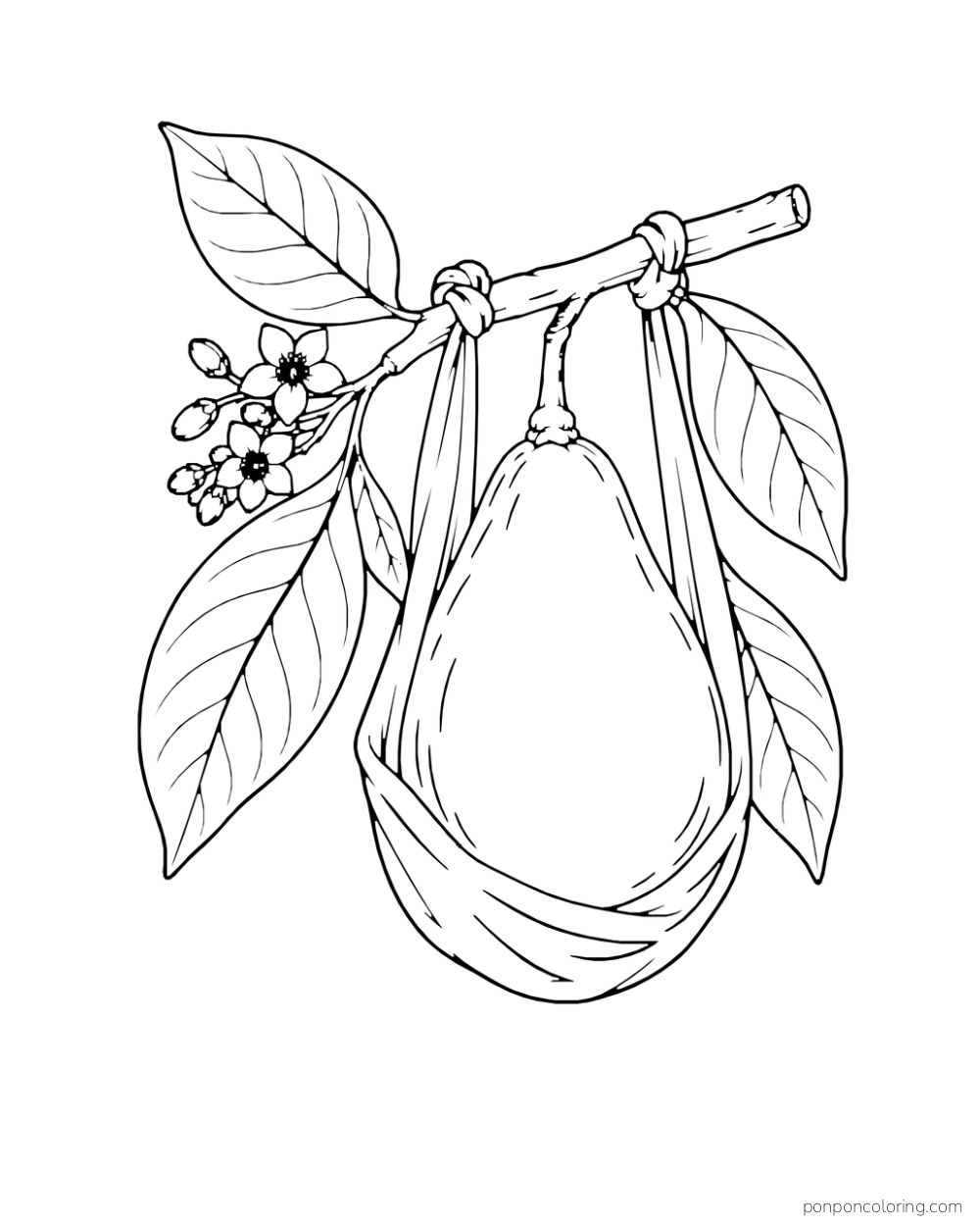 One large avocado hangs in a protective cloth sling tied to a short flowering branch.