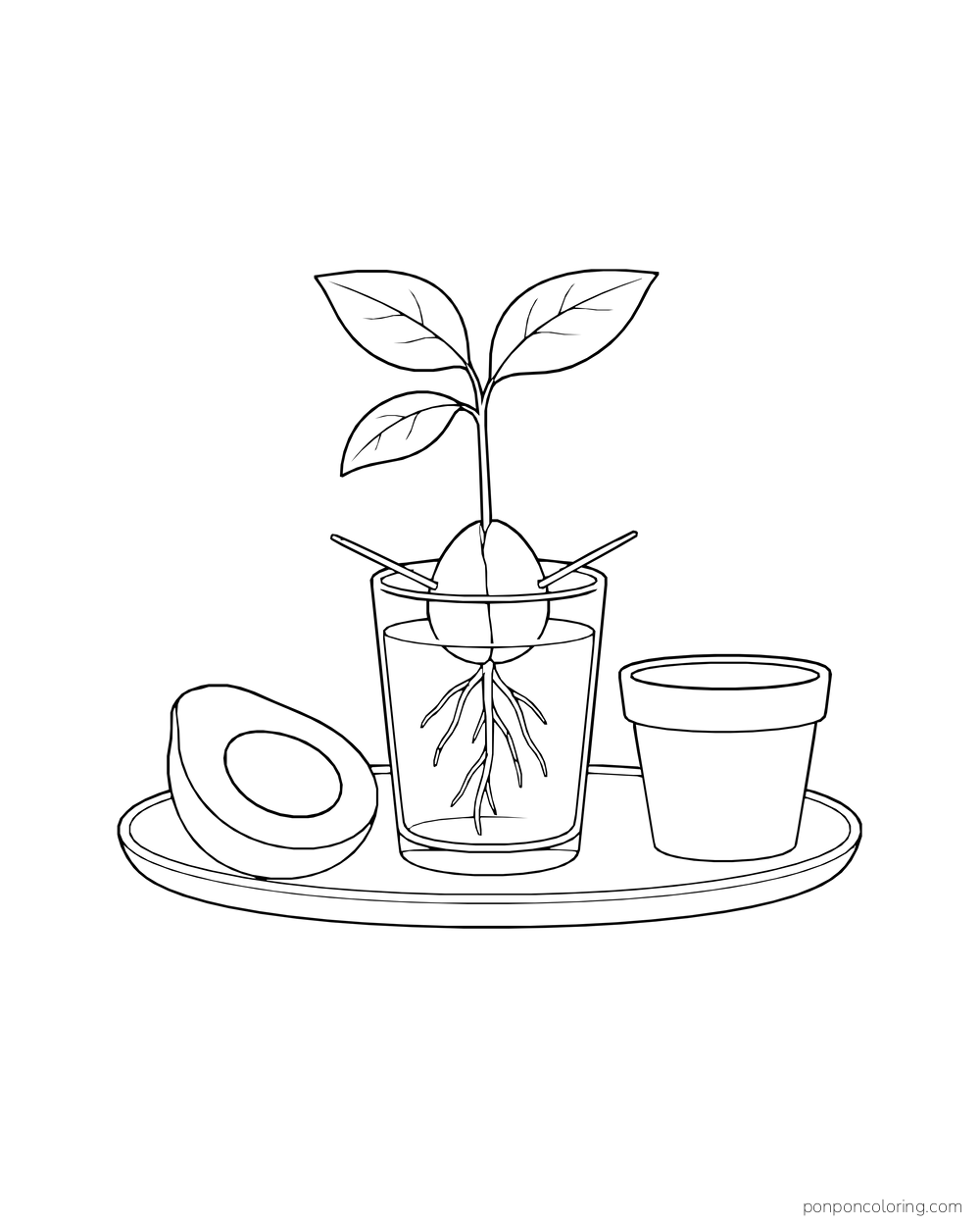 Avocado seed supported over a glass of water with leaves and roots, beside an avocado half and empty pot on a tray.