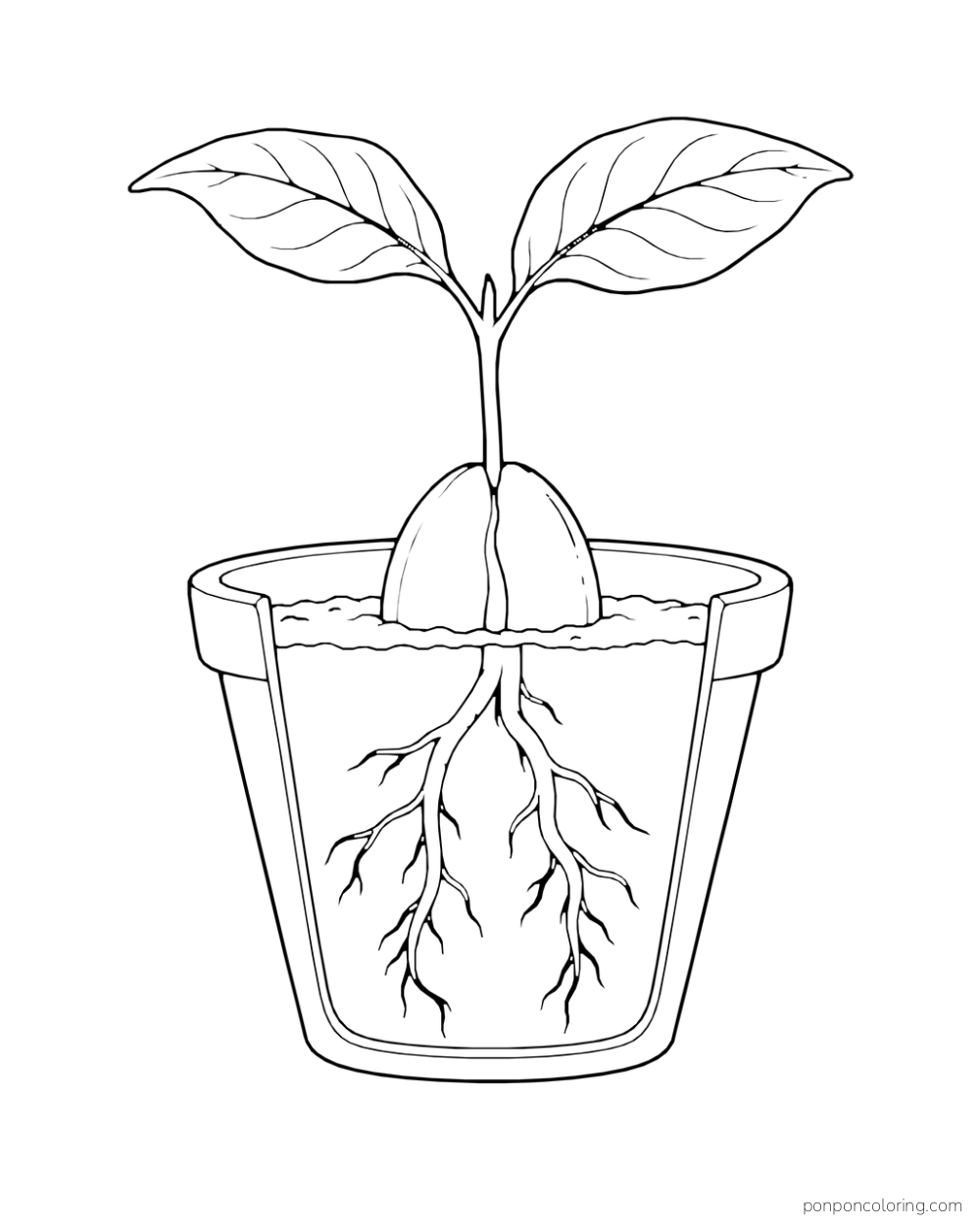 A large avocado seed sprouts two leaves above soil while its roots show through a cutaway pot.