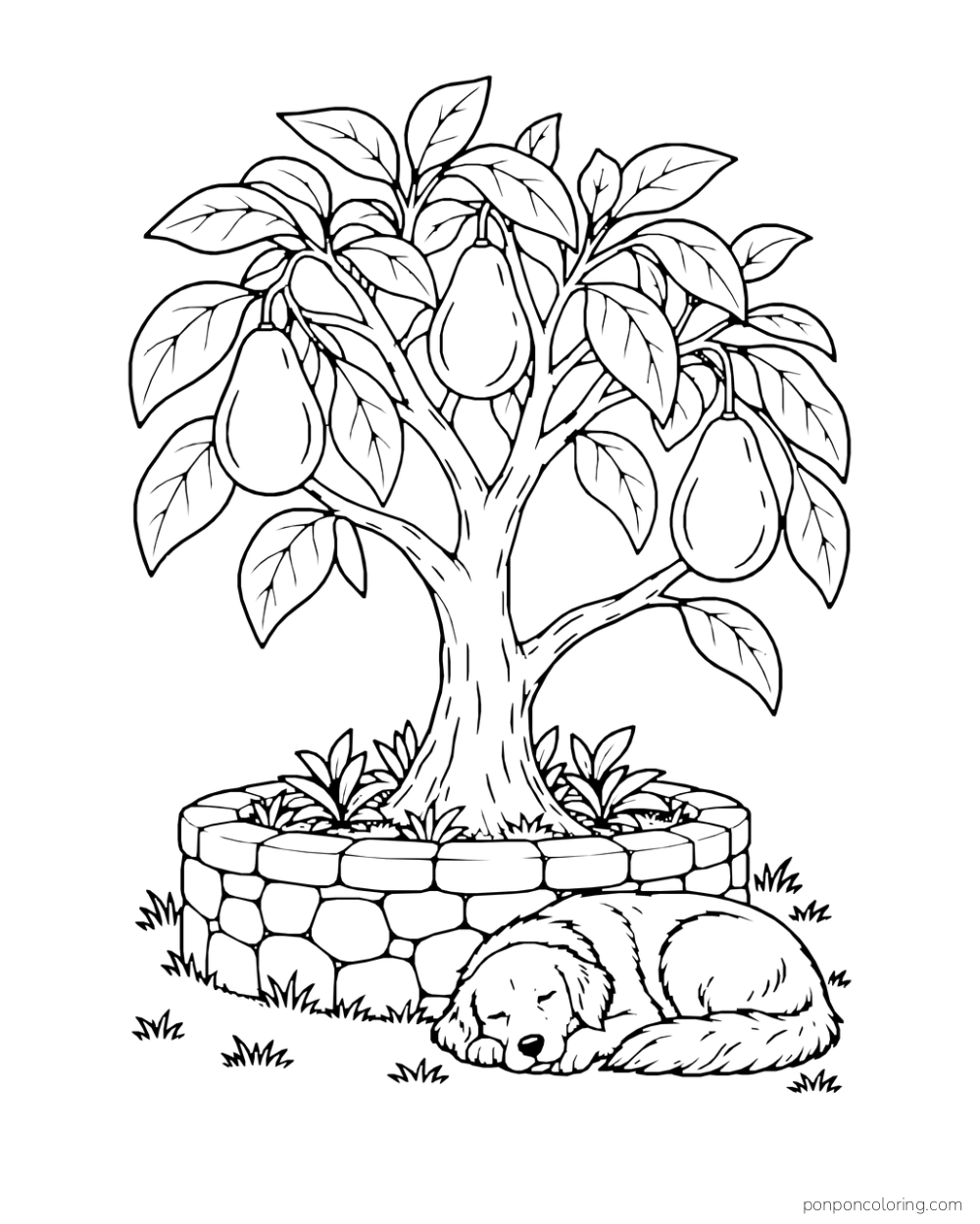 Three avocados hang in a tree growing from a circular stone planter while an adult dog sleeps beneath it.