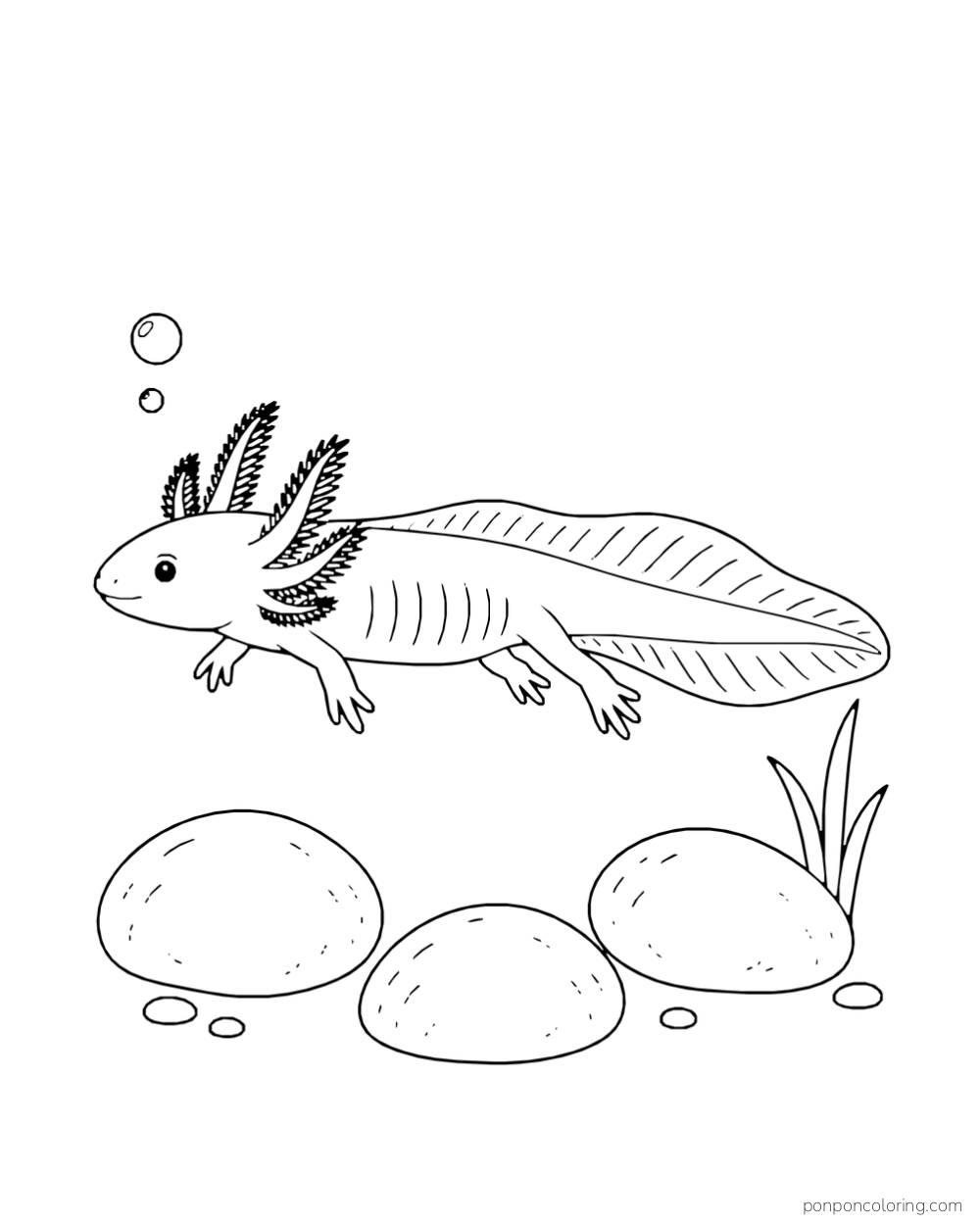 Long side-view axolotl swimming over three smooth stones with a few bubbles and reeds.