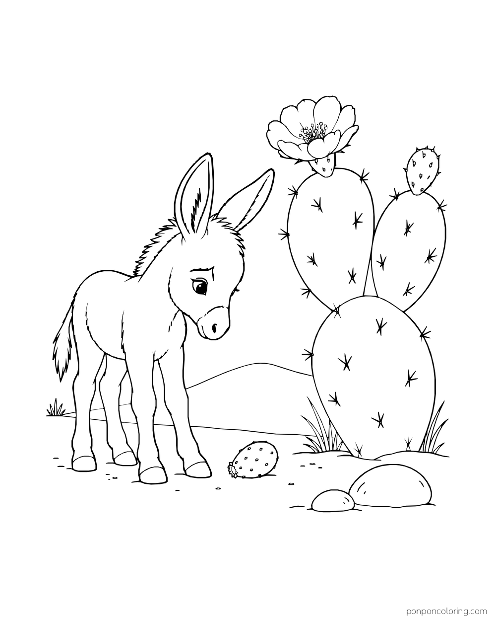 A baby donkey looks toward a fallen prickly pear fruit beside the cactus.