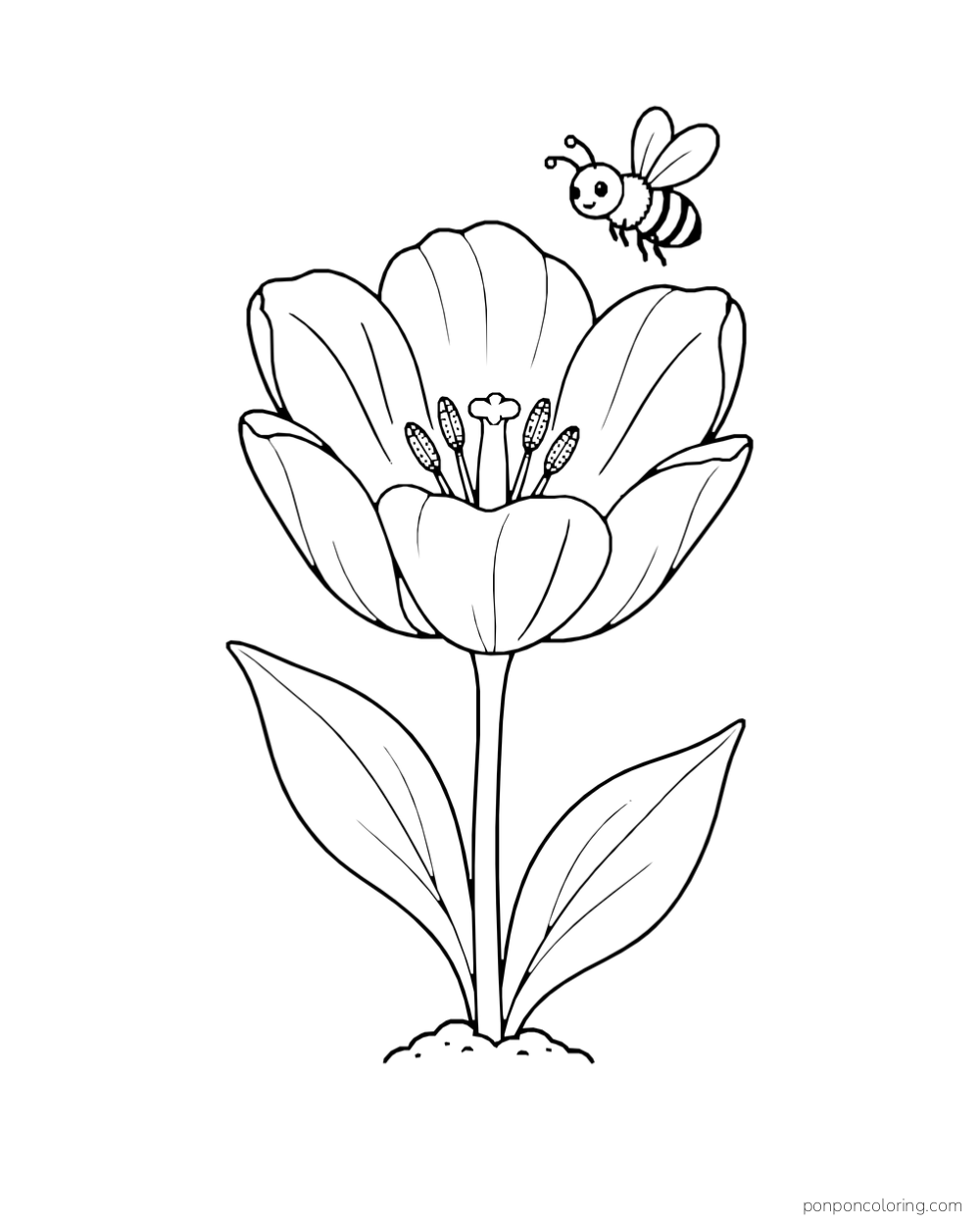 A bee hovering over one wide open tulip with visible stamens.