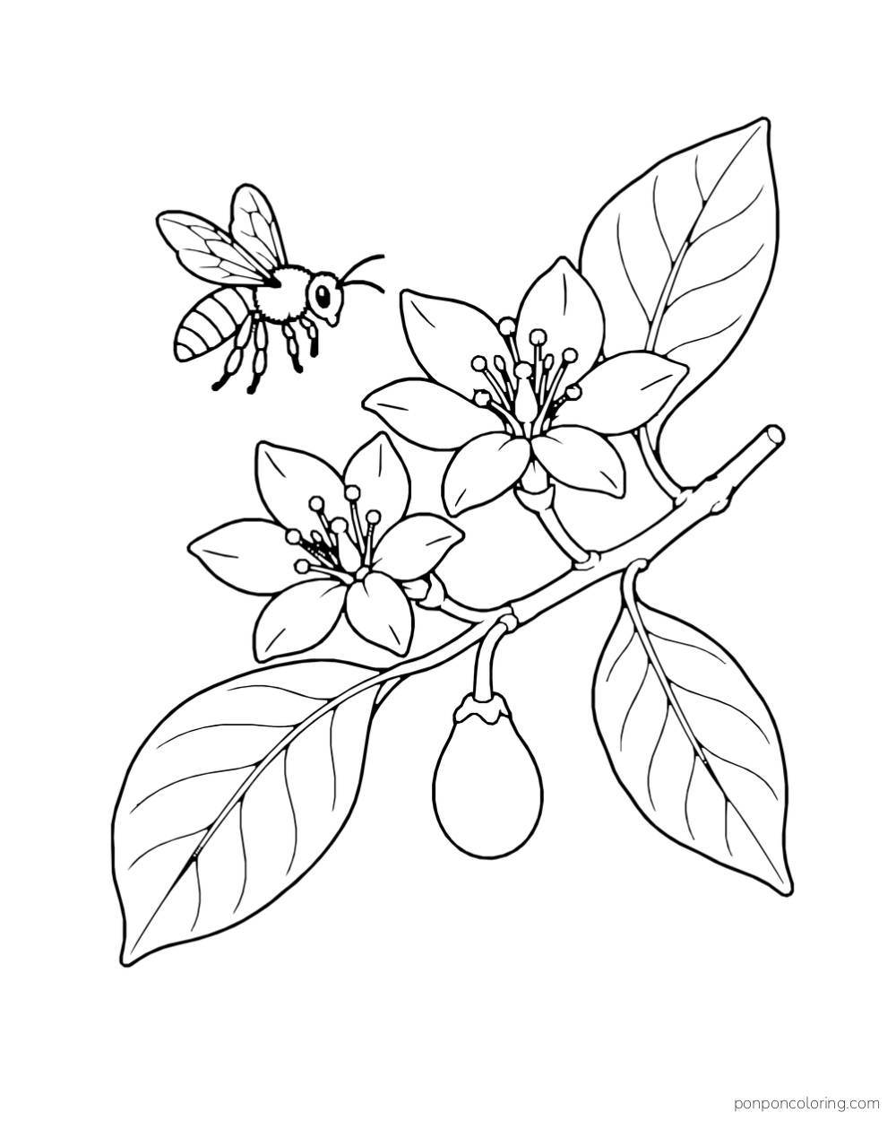 A bee hovers beside avocado flowers, a small developing fruit, and broad leaves.