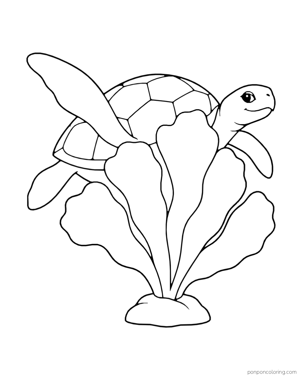 A sea turtle peeks from behind a large lobed sea plant rooted to a stone.
