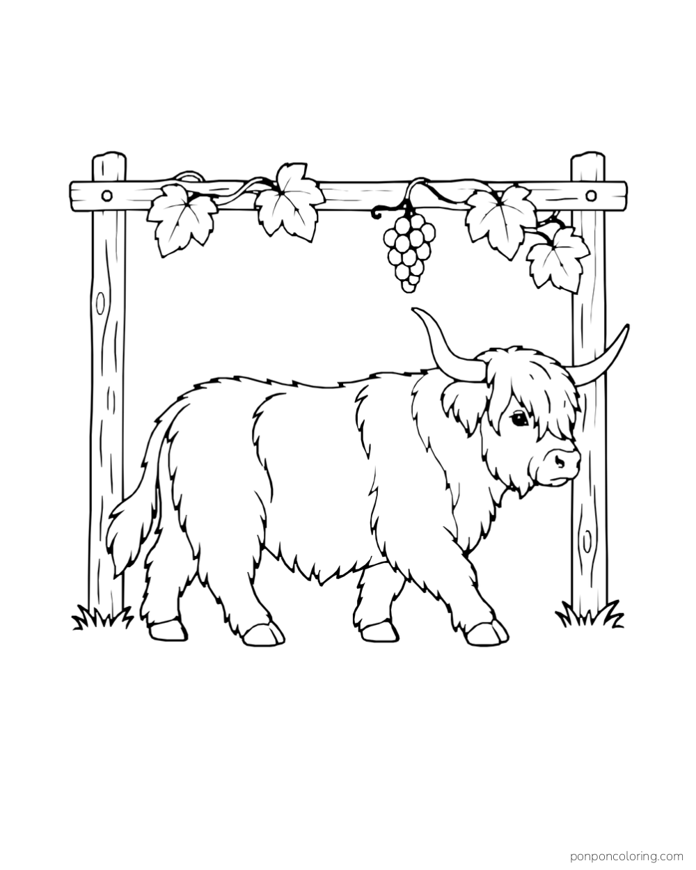 A shaggy Highland cow walks beneath a wooden arbor with grapes overhead.