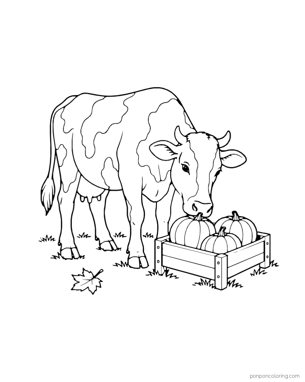 A spotted cow lowers its head toward a wooden crate of pumpkins.