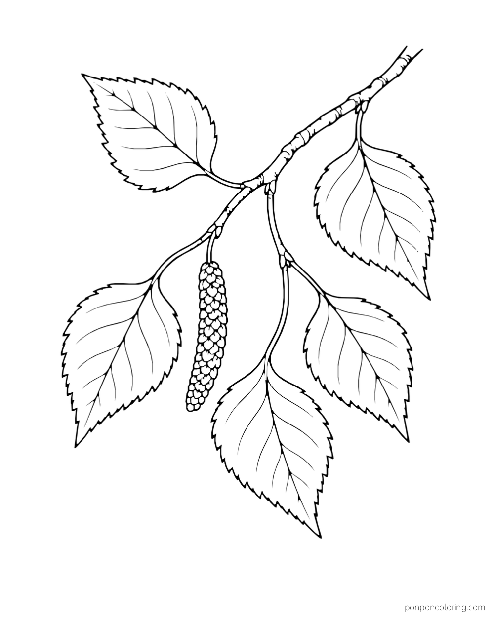 A birch-like branch carries pointed leaves and one hanging catkin.