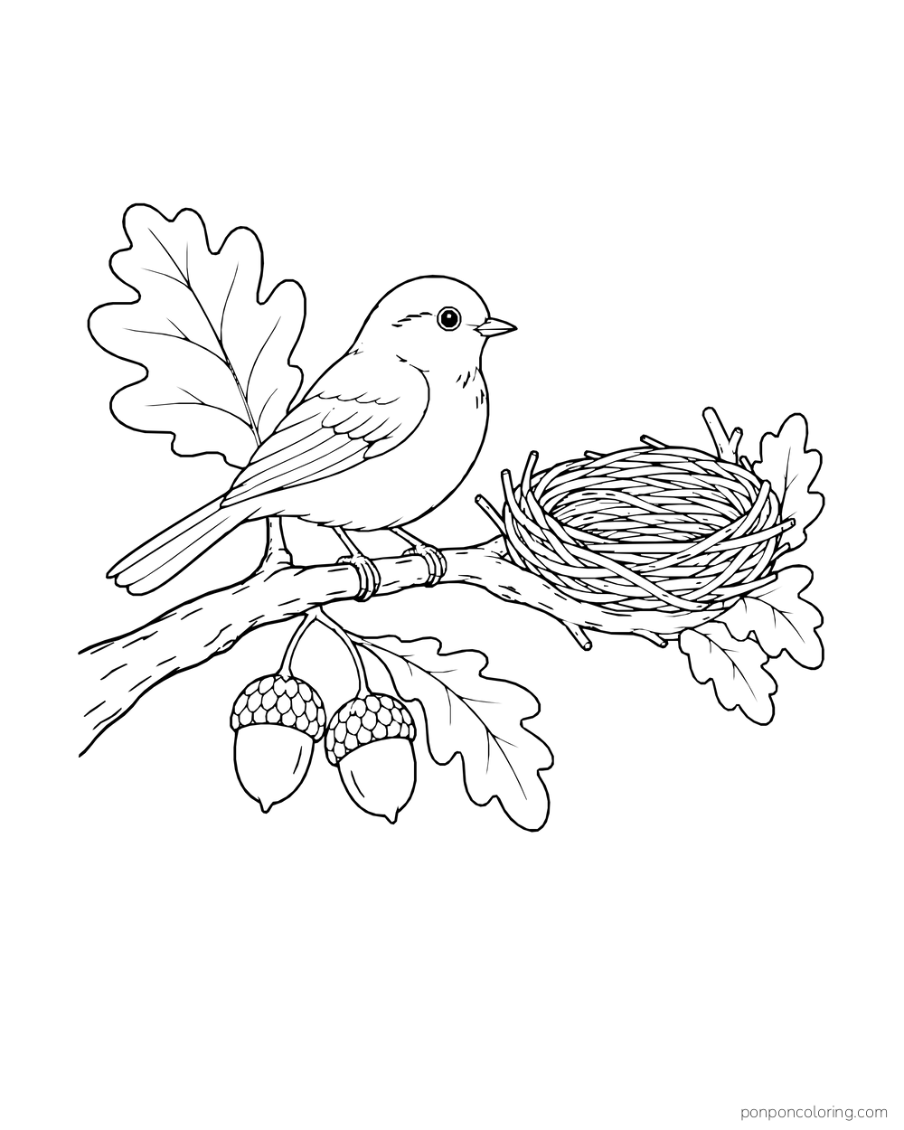 A small bird perches beside an empty nest on an oak branch with two acorns hanging below.