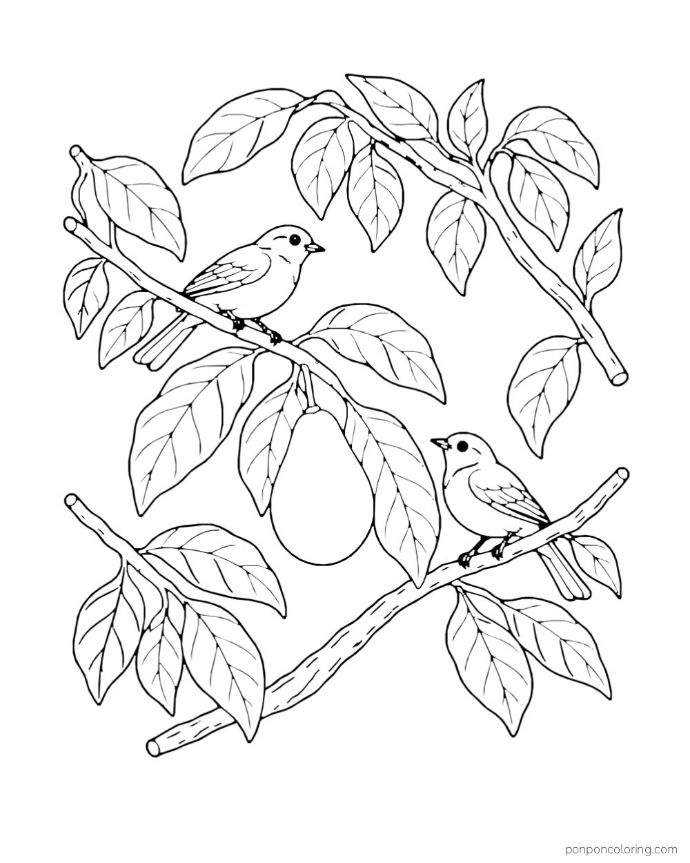 Two birds perch in an avocado tree canopy near one hanging fruit and broad leaves.