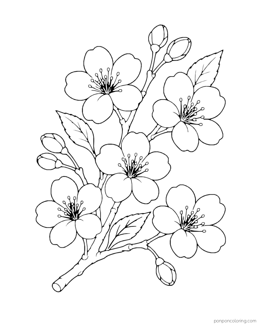 Five open blossoms and several buds line a short branch with small serrated leaves.