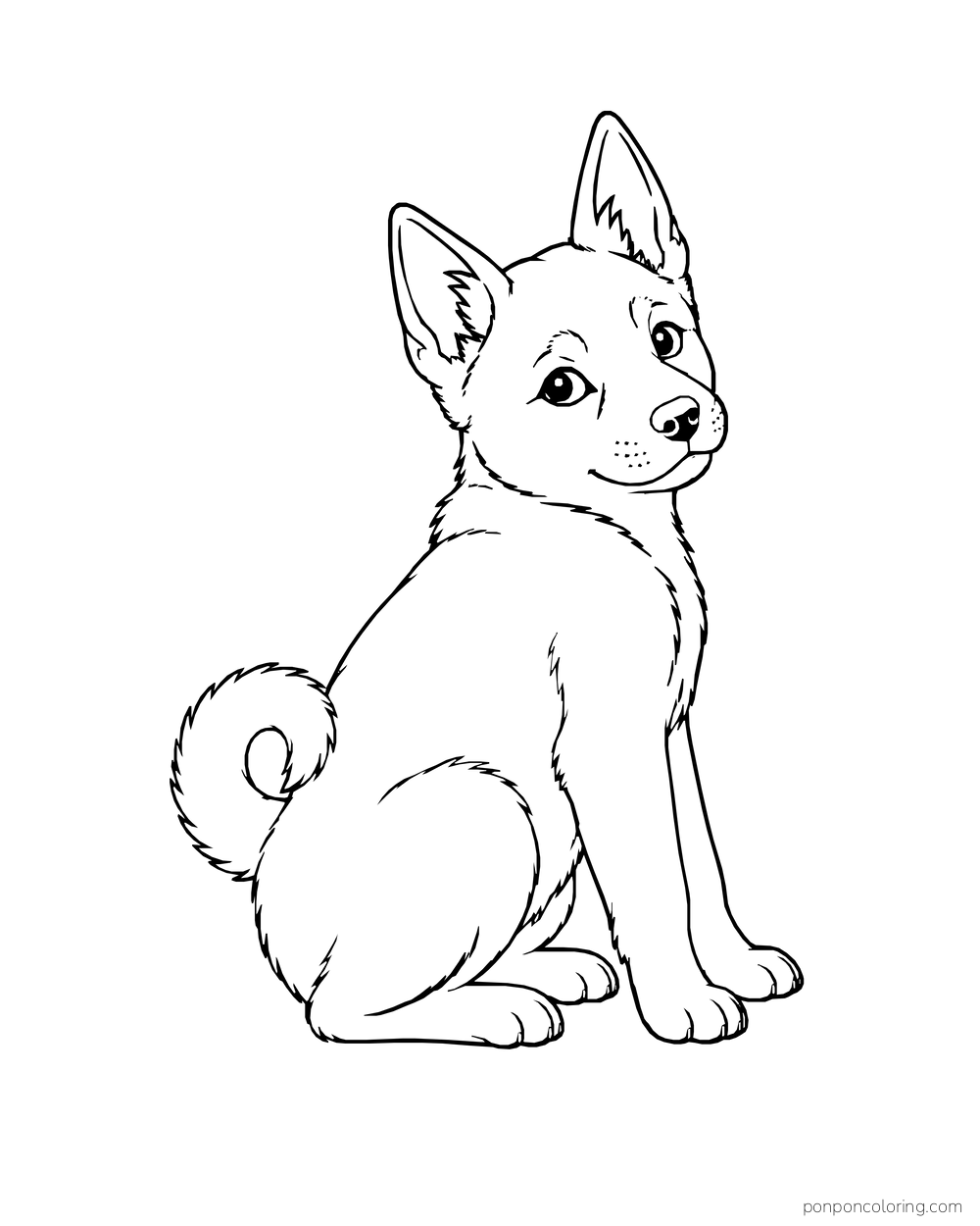 A pointed-eared puppy sits upright with its head turned and its curled tail showing.