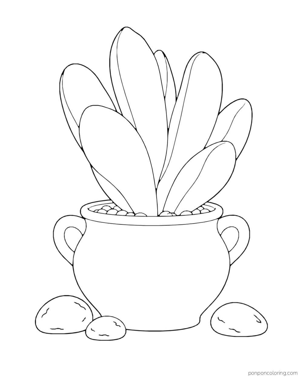 Upright fan of thick broad succulent leaves in a two-handled pot beside smooth stones.