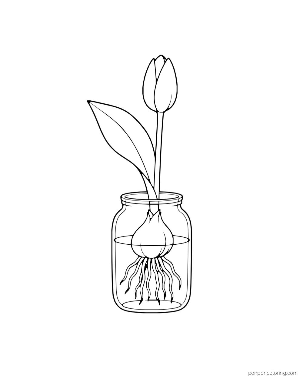 An unbloomed tulip growing from a bulb in a clear jar with visible roots and waterline.