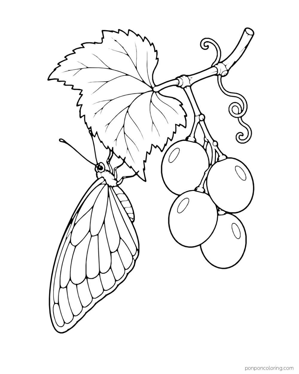 A natural butterfly clings beneath a grape leaf beside four round grapes.
