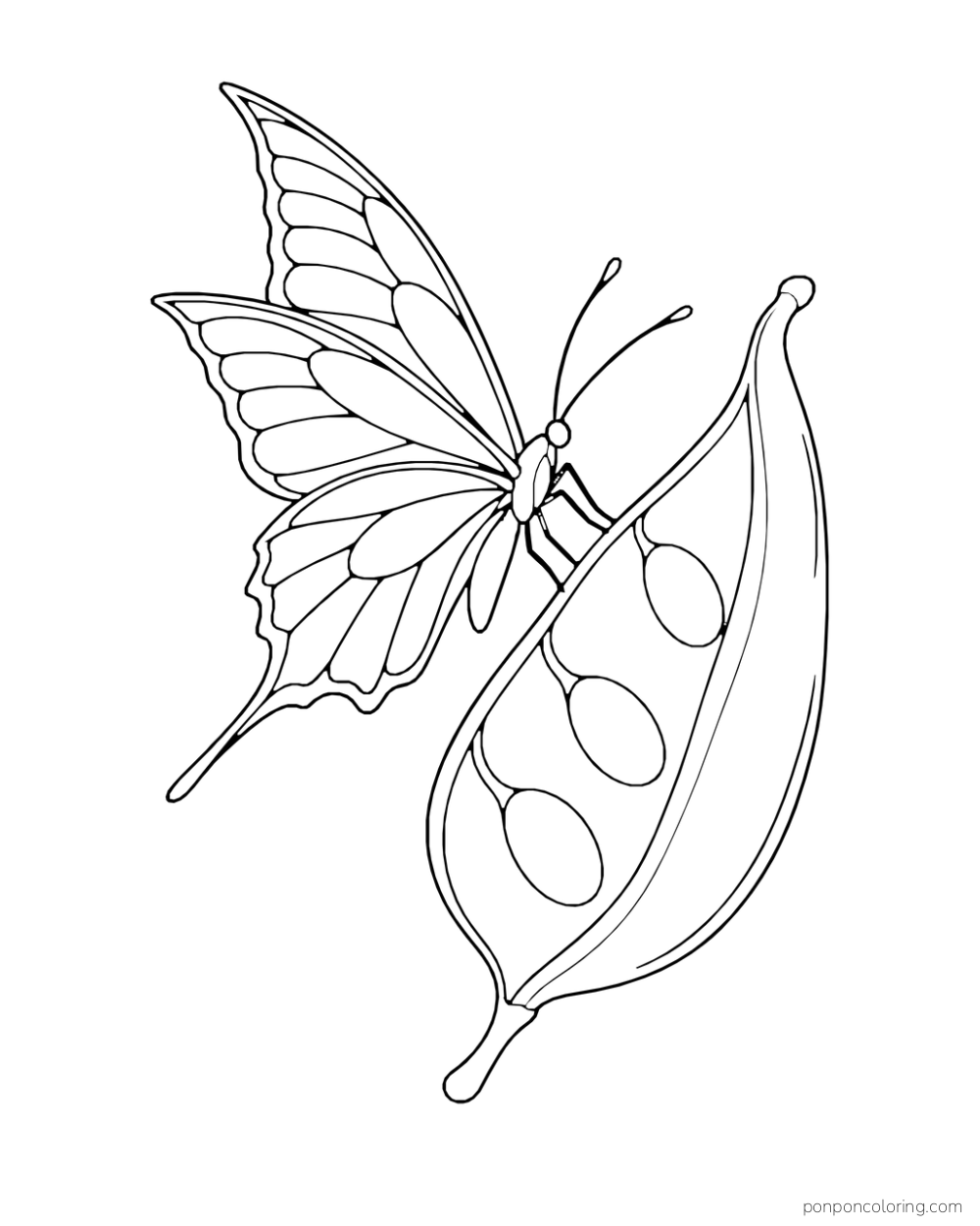 A long-winged butterfly rests beside an open seed pod holding three large oval seeds.